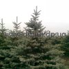 picea (3)